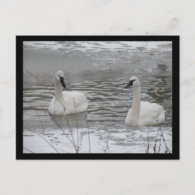 Carte postale Swan (Devant)