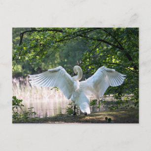 Carte Postale Swan avec ailes étalées