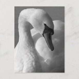 Carte Postale Swan B&W