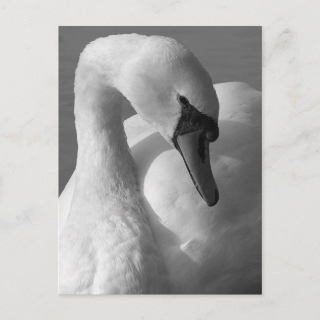 Carte Postale Swan B&W (Devant)