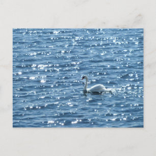 Carte Postale Swan, Cardiff Bay, Cardiff