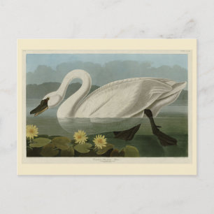 Carte Postale Swan commun américain - Les oiseaux d'Amérique d'A