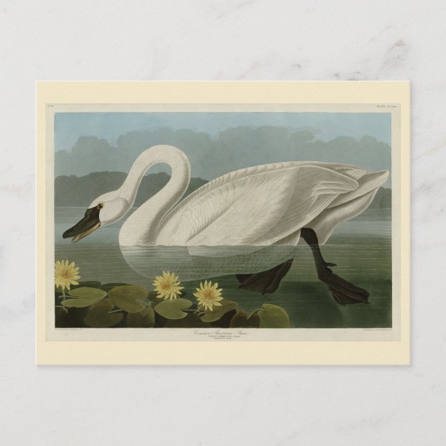 Carte Postale Swan commun américain - Les oiseaux d'Amérique d'A (Devant)