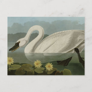 Carte Postale Swan commun américain - Les oiseaux d'Amérique d'A