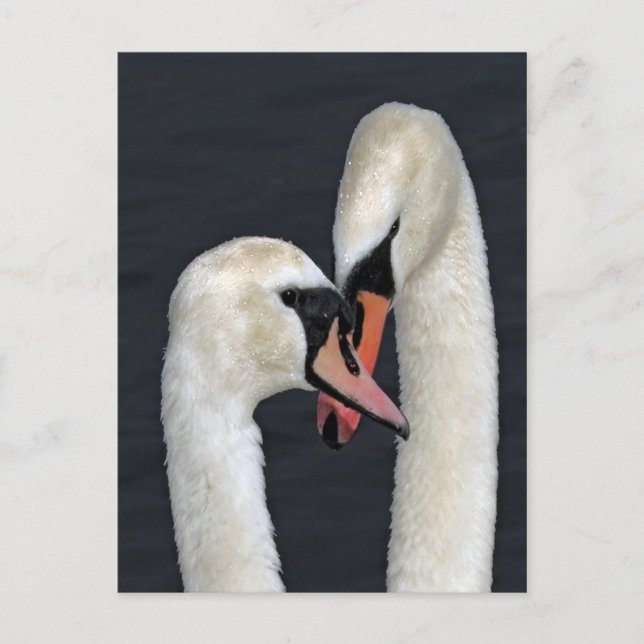 Carte postale Swan Couple (Devant)