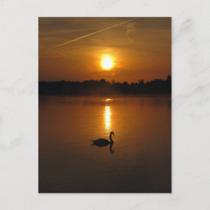 Carte Postale Swan et coucher de soleil
