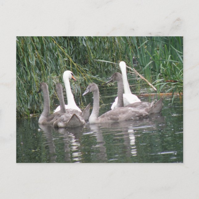 Carte postale Swan et Cygnets (Devant)