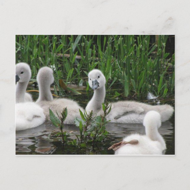 Carte Postale Swan in Wonder (Devant)