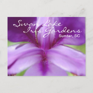 Carte postale Swan Lake-Iris Gardens