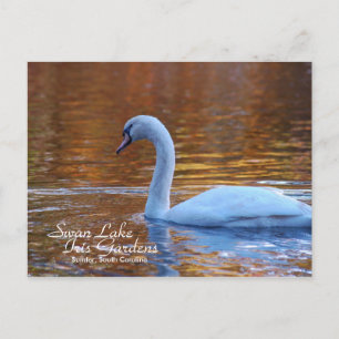 Carte postale Swan Lake Iris Gardens