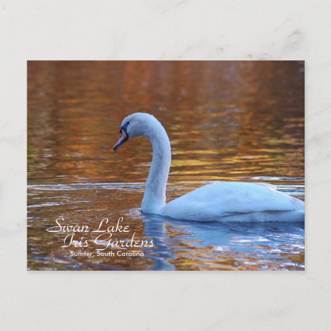 Carte postale Swan Lake Iris Gardens (Devant)