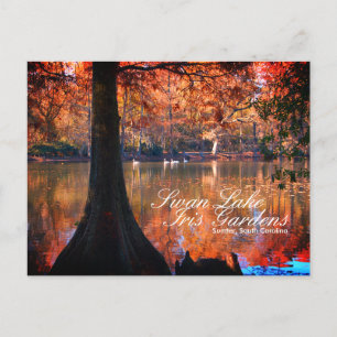 Carte postale Swan Lake Iris Gardens
