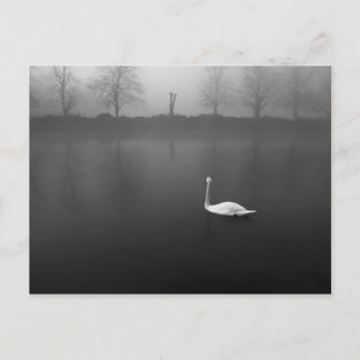 Carte Postale Swan, matin brumeux