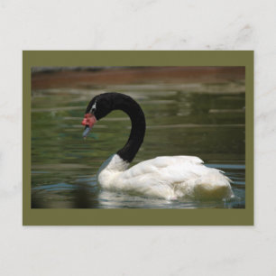 Carte postale Swan noir et blanc