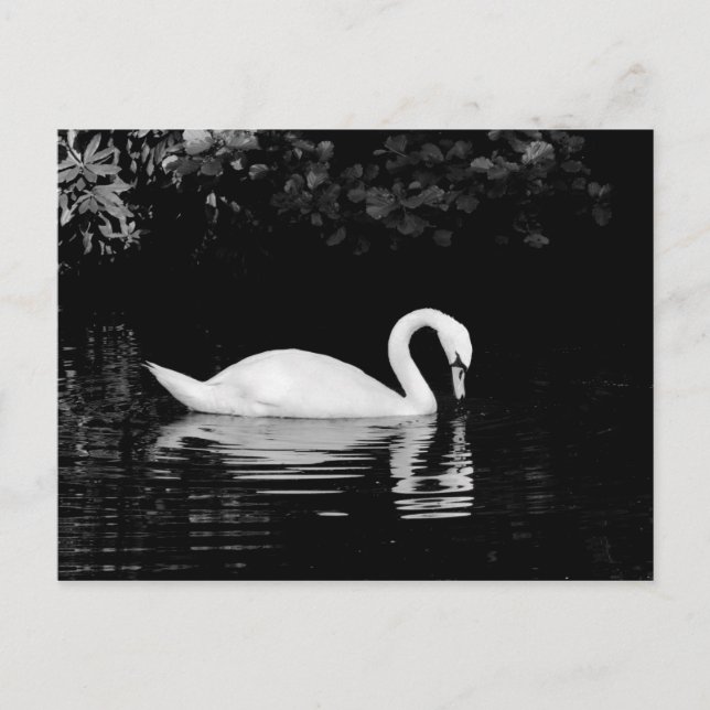 Carte Postale Swan, Roath Park, Cardiff. (Devant)