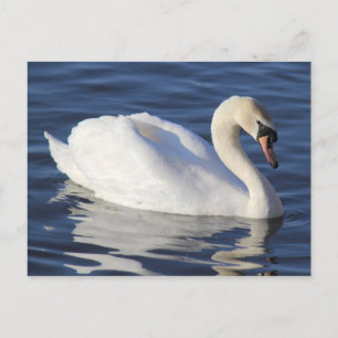 Carte Postale Swan sur un lac
