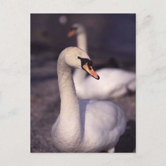 Carte Postale Swans au lac Windermere (Devant)