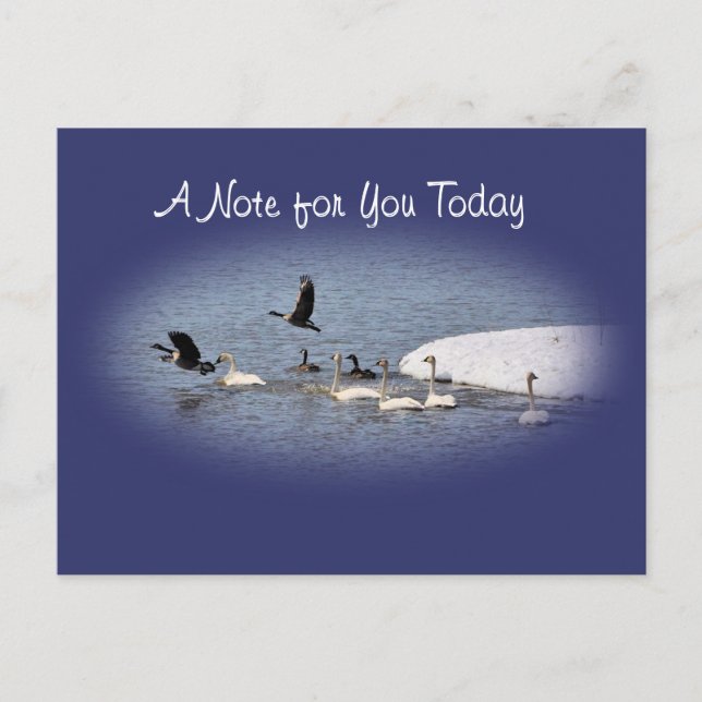 Carte postale Swans & Geese-oval-personnaliser (Devant)