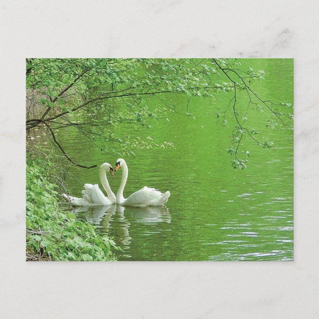 Carte postale Swans in Love (Devant)