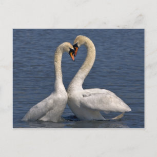 Carte postale Swans in Love
