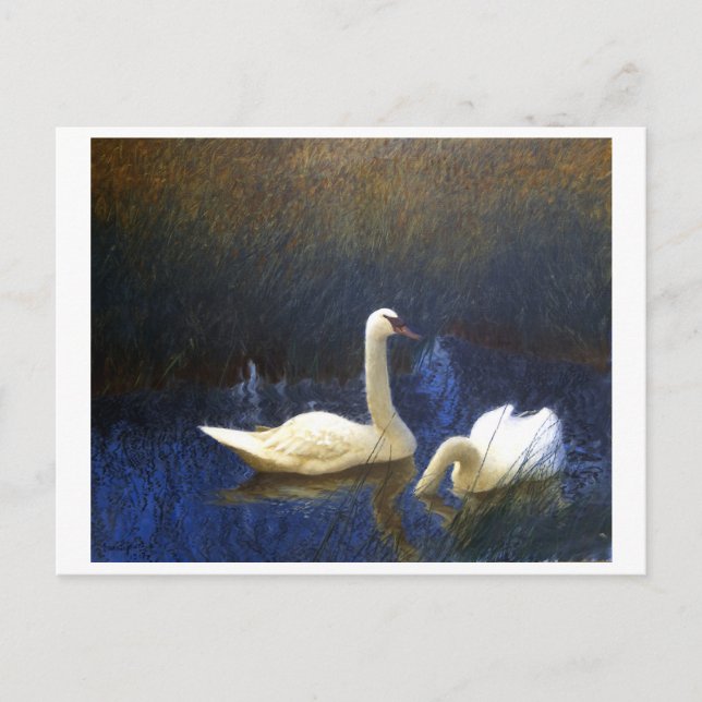 Carte Postale Swans in Reeds (1907) par Bruno Liljefors (Devant)