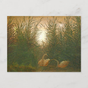 Carte Postale Swans in the Reeds par Caspar David Friedrich Post