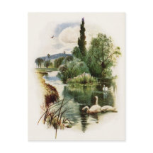 Swans nager sur l'étang