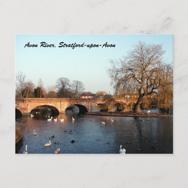 Carte Postale Swans on the River Avon, Stratford-upon-Avon (Devant)