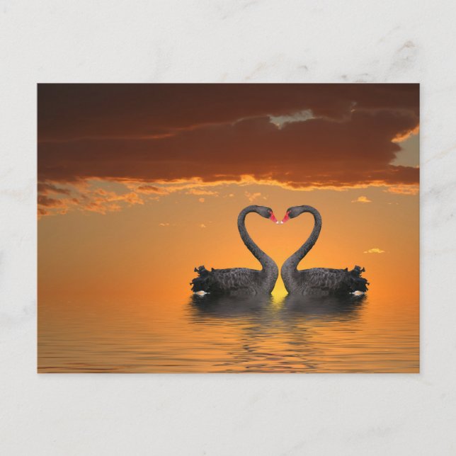 Carte postale Swans Romancing (Devant)