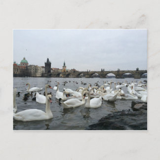 Carte Postale Swans sur les rives du pont Charles