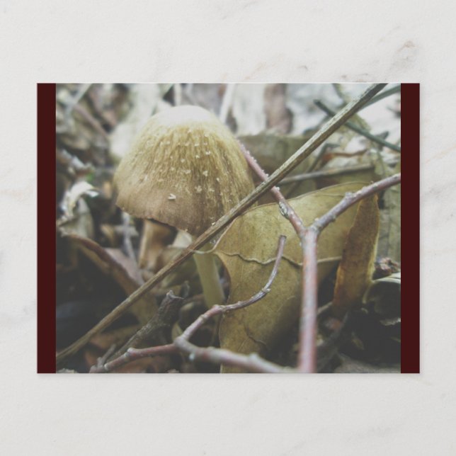Carte postale sweat - shirt à capuche Champignons (Devant)