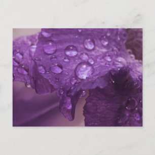 Carte Postale Sweaty Iris