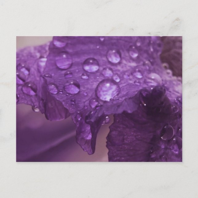 Carte Postale Sweaty Iris (Devant)