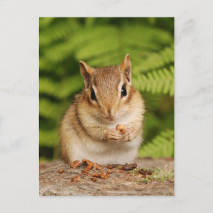 Carte postale Sweet Baby Chipmunk