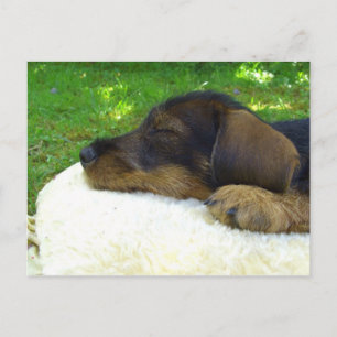 Carte Postale Sweet Baby Dachshund, chiot endormi