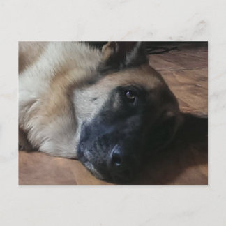 Carte postale Sweet Big Head German Shepard