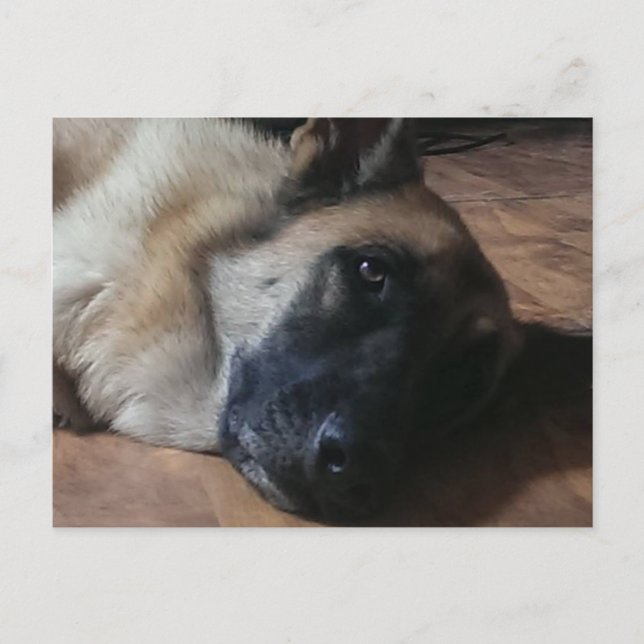 Carte postale Sweet Big Head German Shepard (Devant)