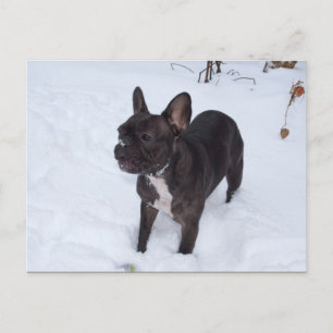 Carte Postale Sweet Black French Bulldog aime la neige