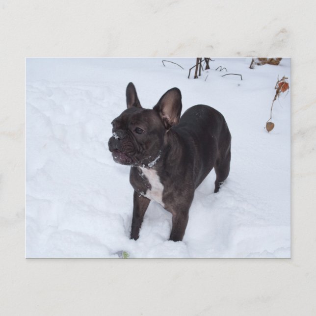 Carte Postale Sweet Black French Bulldog aime la neige (Devant)