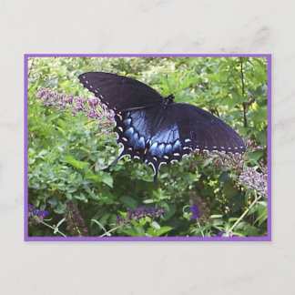 Carte postale Sweet Butterfly