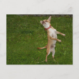 Carte Postale Sweet Charlie Chihuahua