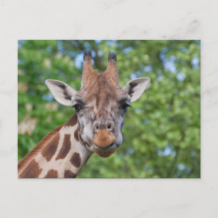 Carte Postale Sweet Curios Giraffe