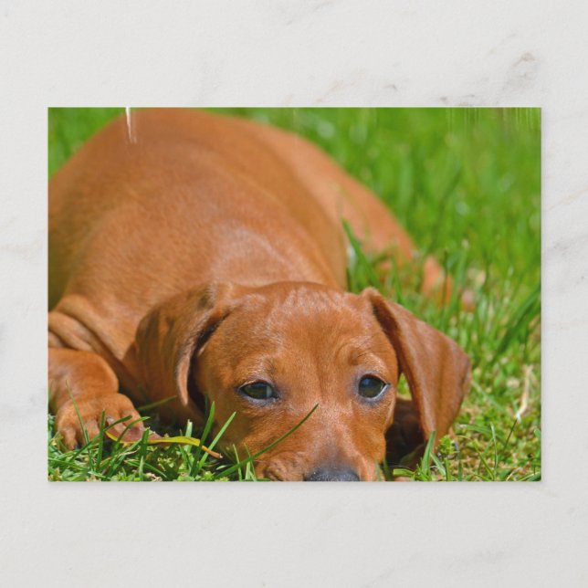 Carte postale Sweet Daschund Sleeping (Devant)