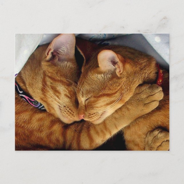 Carte Postale Sweet Dreams (Devant)