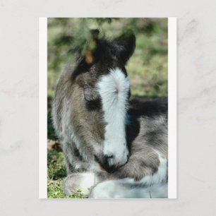 Carte Postale Sweet Dreams