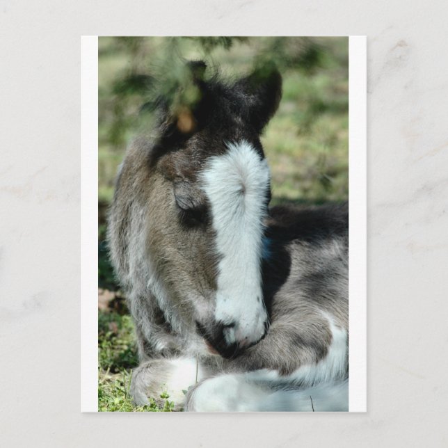 Carte Postale Sweet Dreams (Devant)