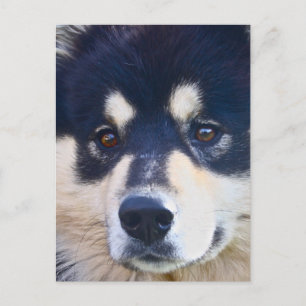 Carte postale Sweet Finlandaise Lapphund