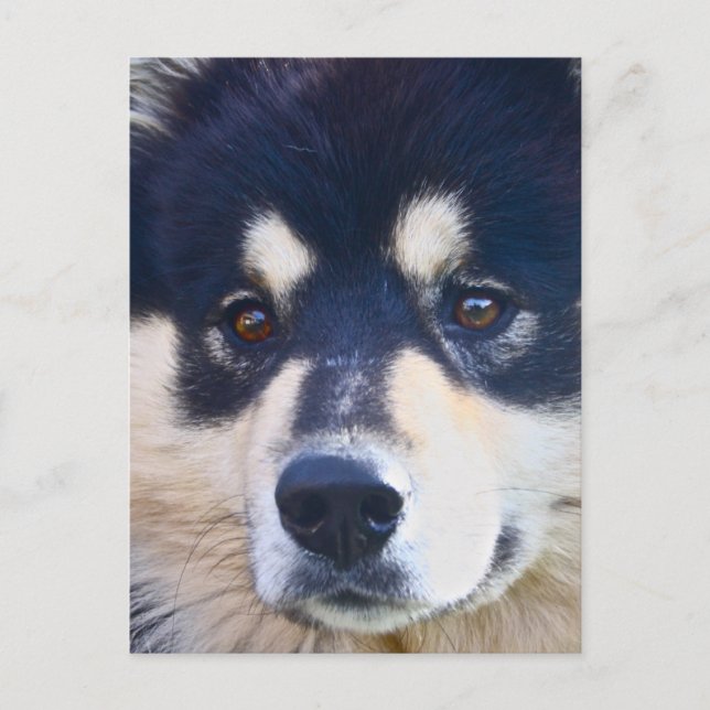 Carte postale Sweet Finlandaise Lapphund (Devant)