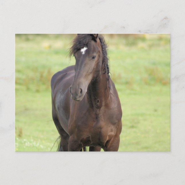 Carte postale Sweet Friesian Horse (Devant)