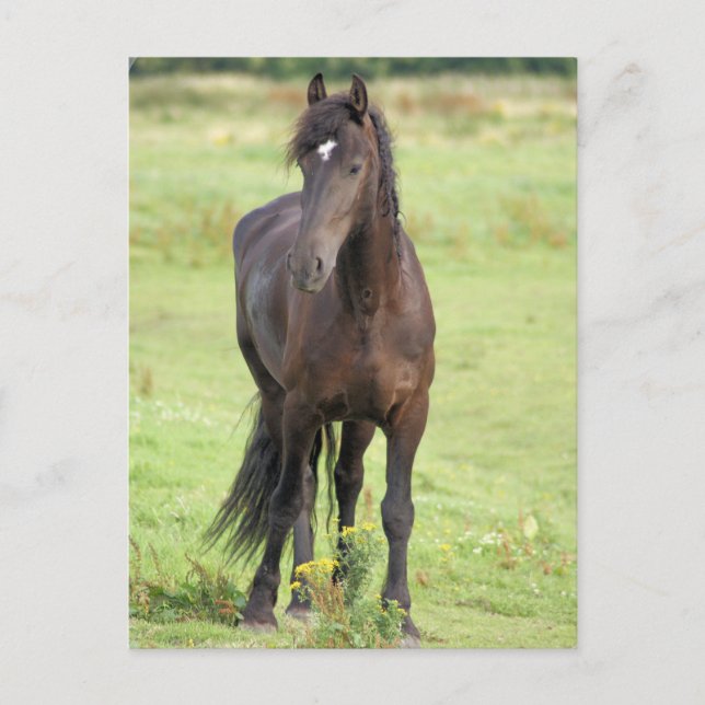 Carte postale Sweet Friesian Horse (Devant)